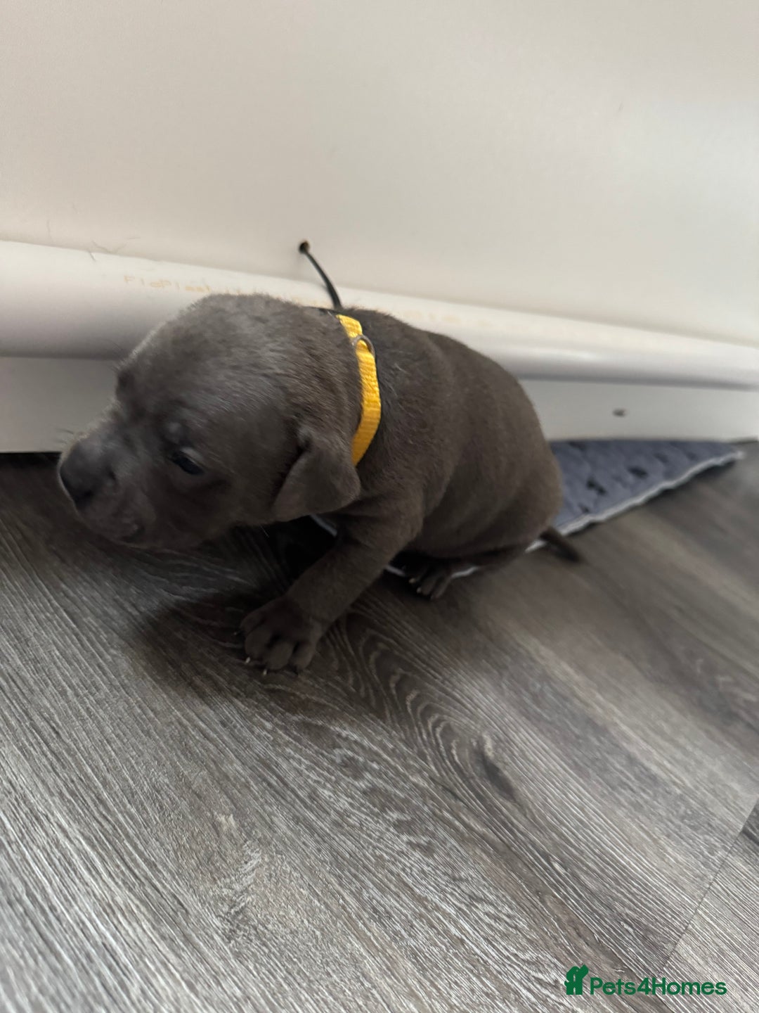 Staffordshire Bull Terrier dogs for sale: 9 chunky stuffy puppies - Image 11