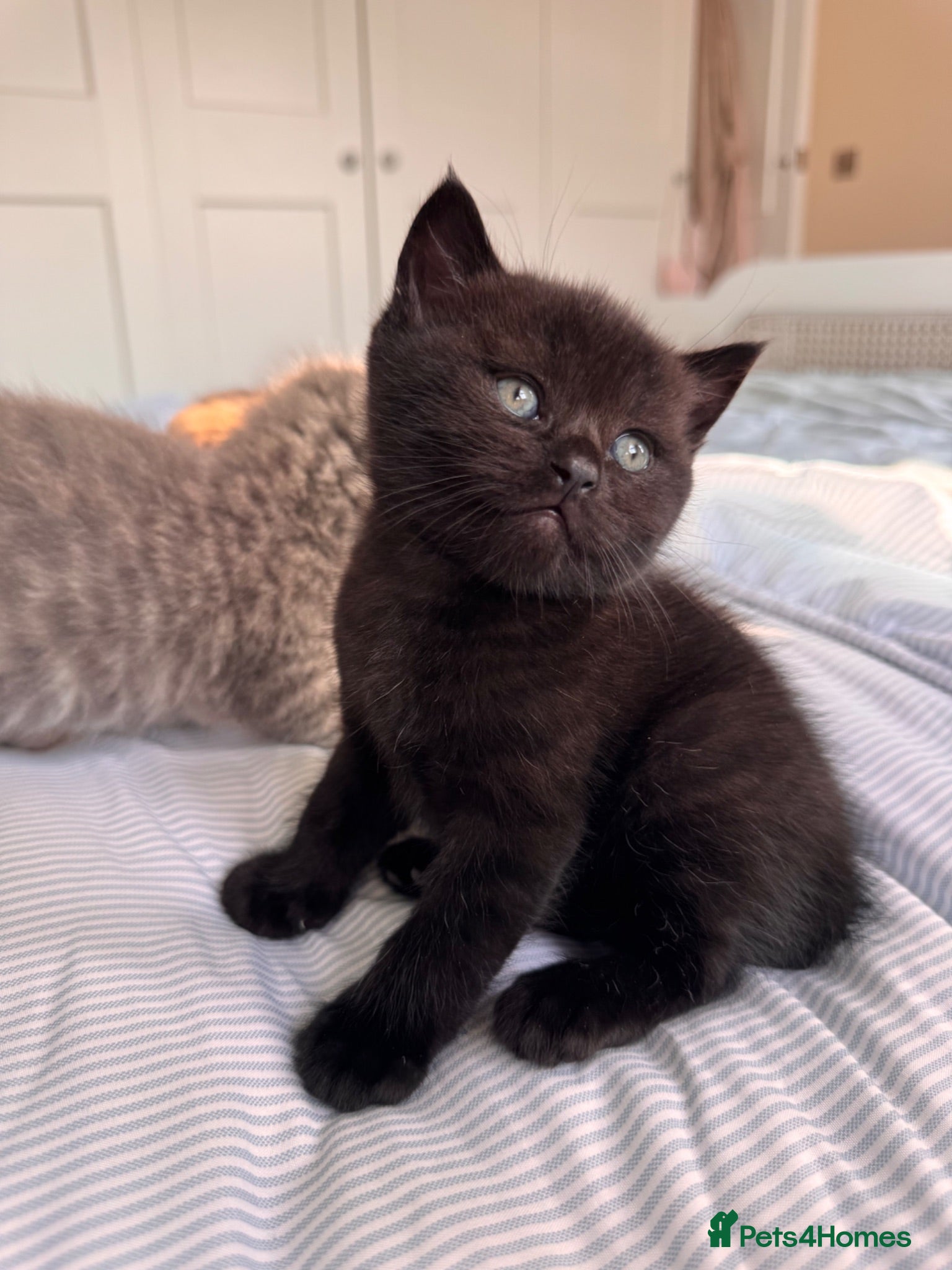 British Shorthair cats Purebred British Shorthair Kittens - Advert 2