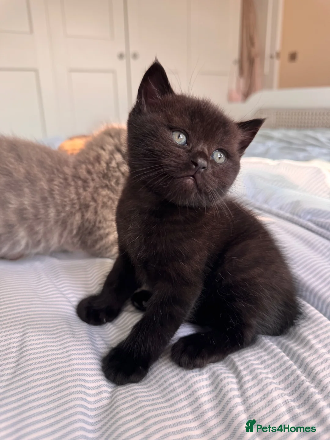 British Shorthair cats for sale: Purebred British Shorthair Kittens in Brighton - Advert 2