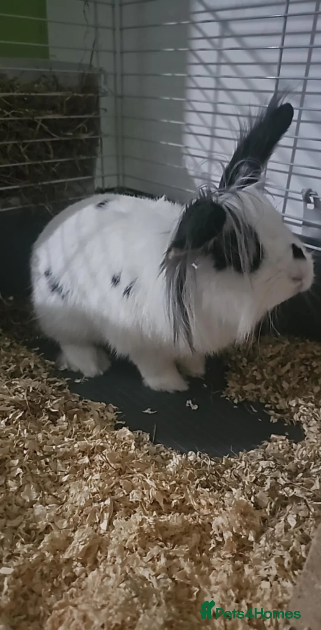 Mixed Breed rabbits for sale: For sell beautiful male rabbit - Advert 2