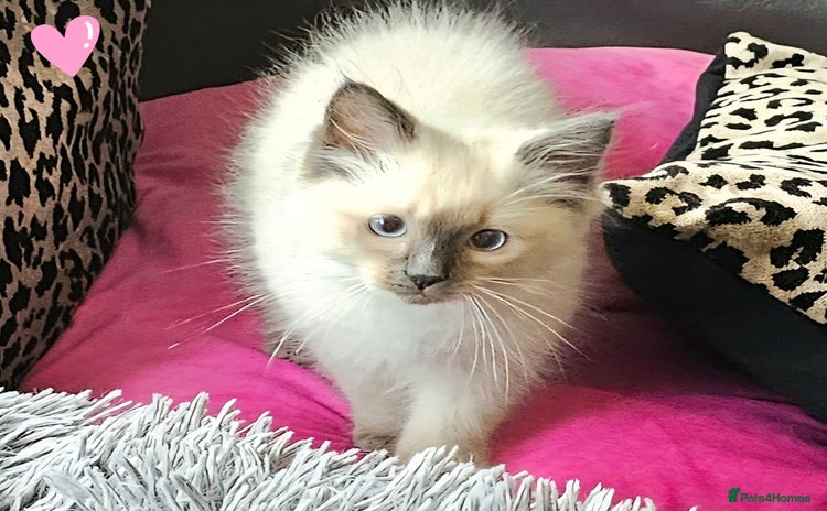 Ragdoll cats - Advert 1