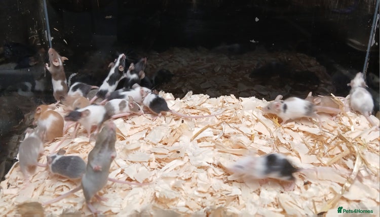 Mouse rodents - Advert 6
