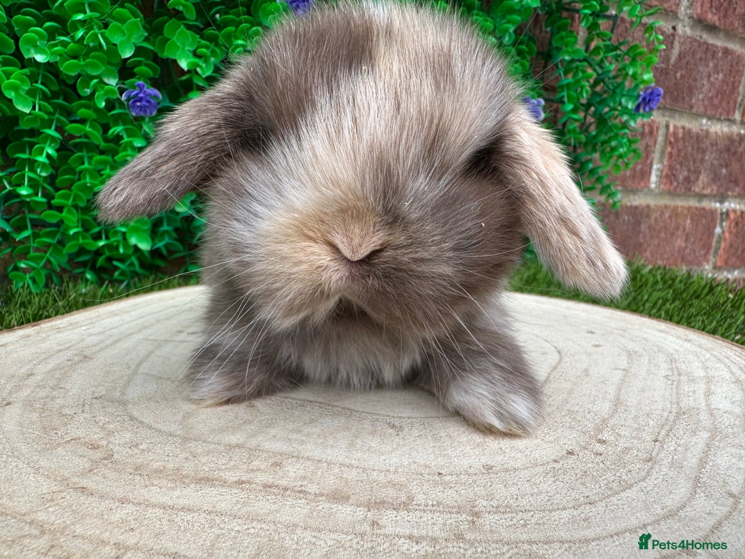 Mini Lop rabbits for sale: Stunning mini lops - Image 16