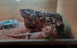 Bearded Dragon reptiles for sale: Bearded dragon with full set up. - Image 2