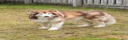 Alaskan Malamute dogs for sale: Alaskian malamute puppies  - Advert 8