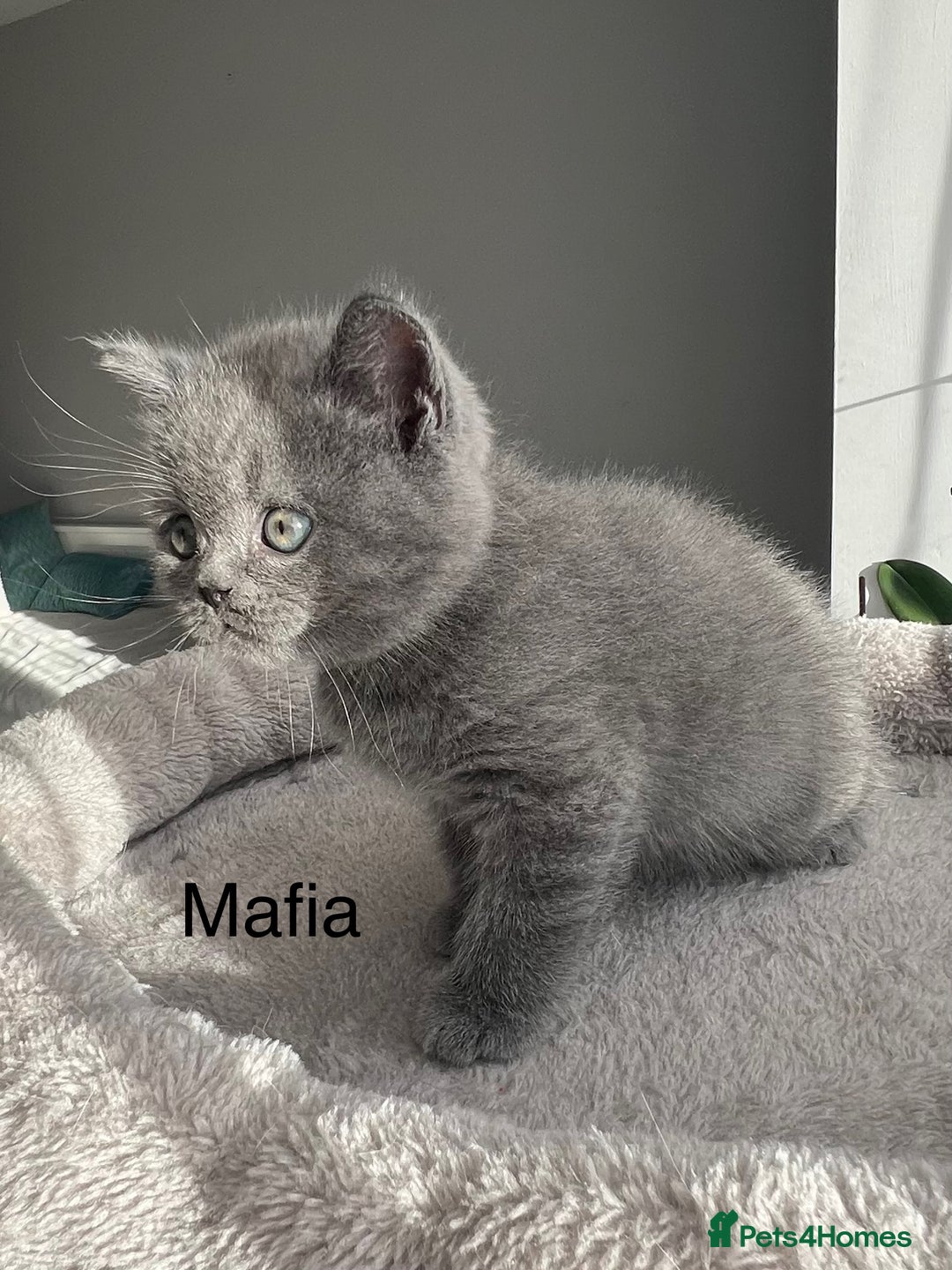 British Shorthair cats for sale: GCCF registered British Shorthair kittens  - Advert 14