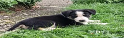 Border Collie dogs for sale: Adorable Puppies - Advert 8