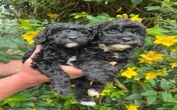 Miniature Poodle dogs for sale: KC Activity registered miniature poodles - Image 12