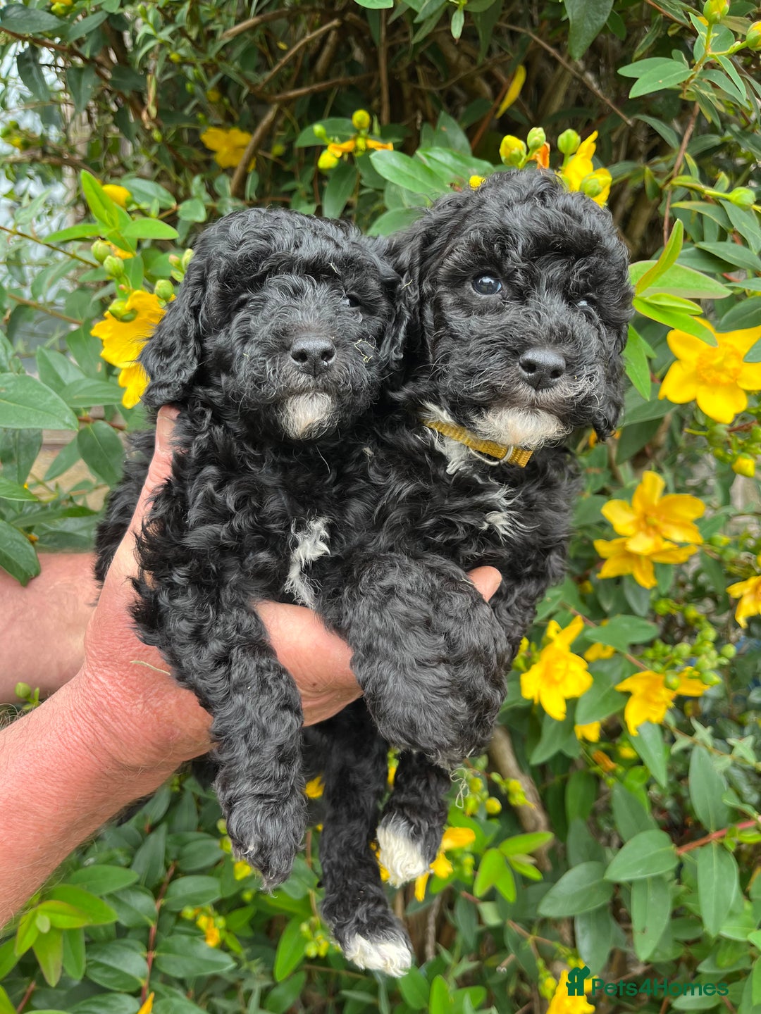 Miniature Poodle dogs for sale: KC Activity registered miniature poodles - Image 12