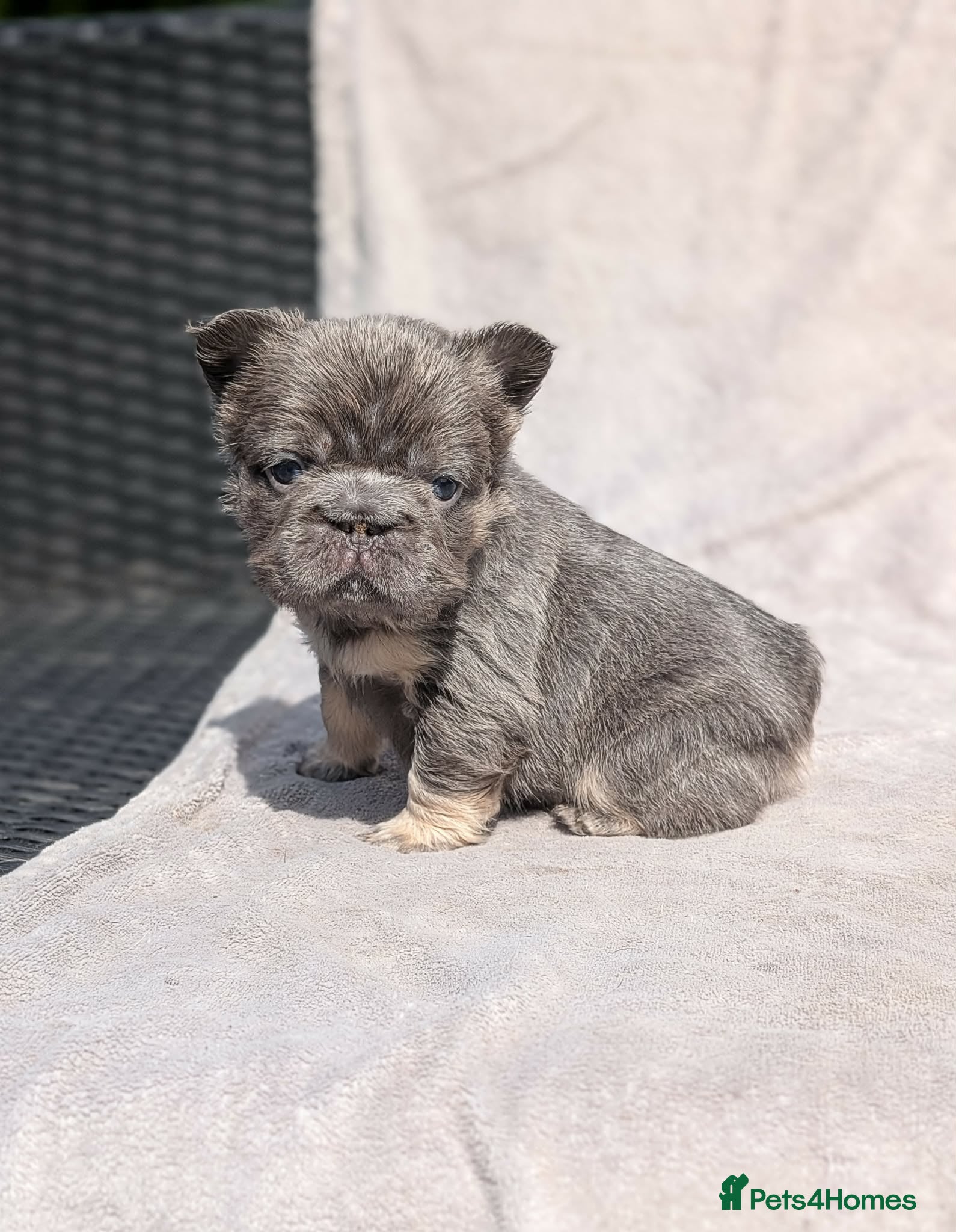 French Bulldog dogs Amazing QUALITY FRENCH BULLDOG PUPS - Advert 1