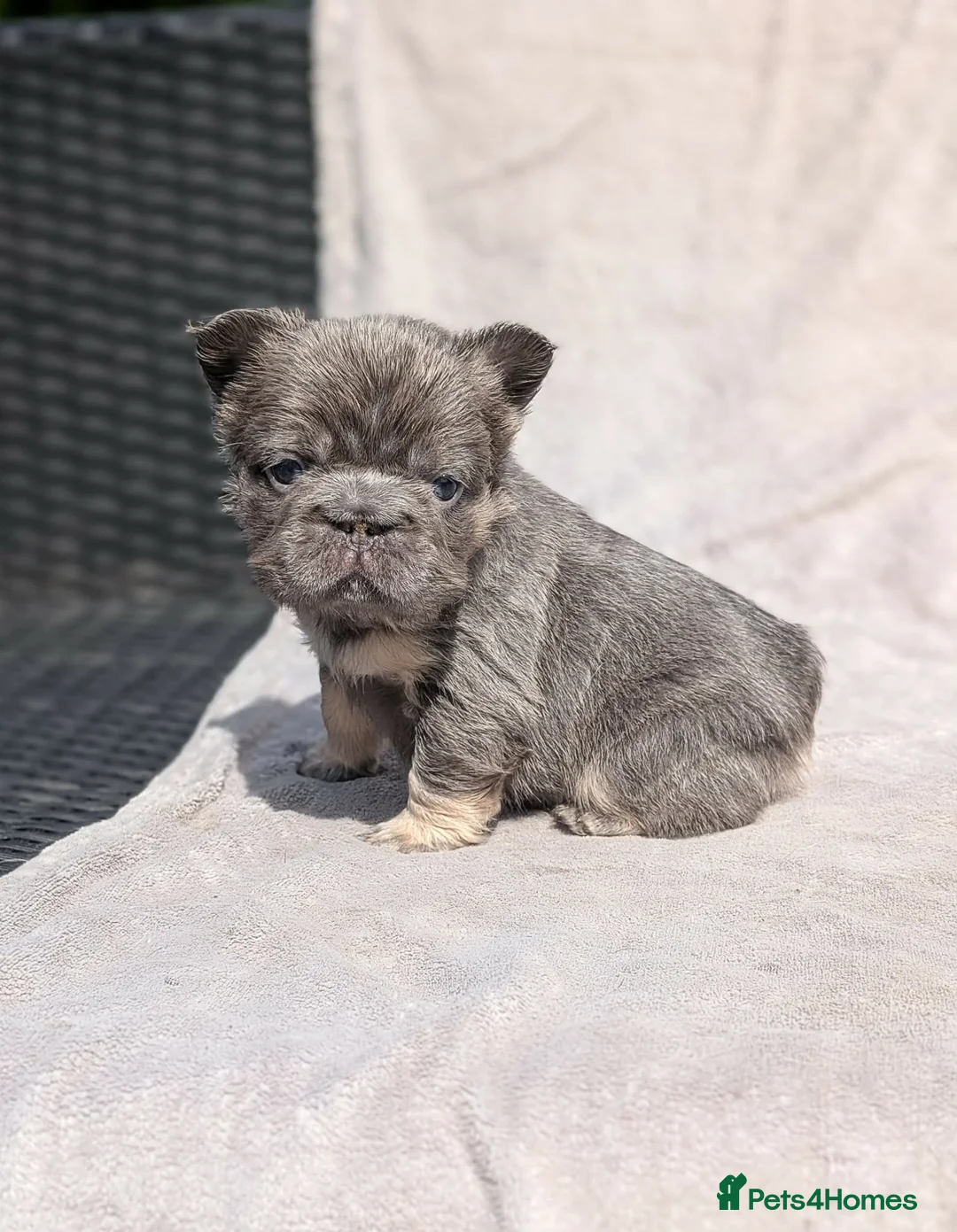 French Bulldog dogs for sale: Amazing QUALITY FRENCH BULLDOG PUPS - Advert 1