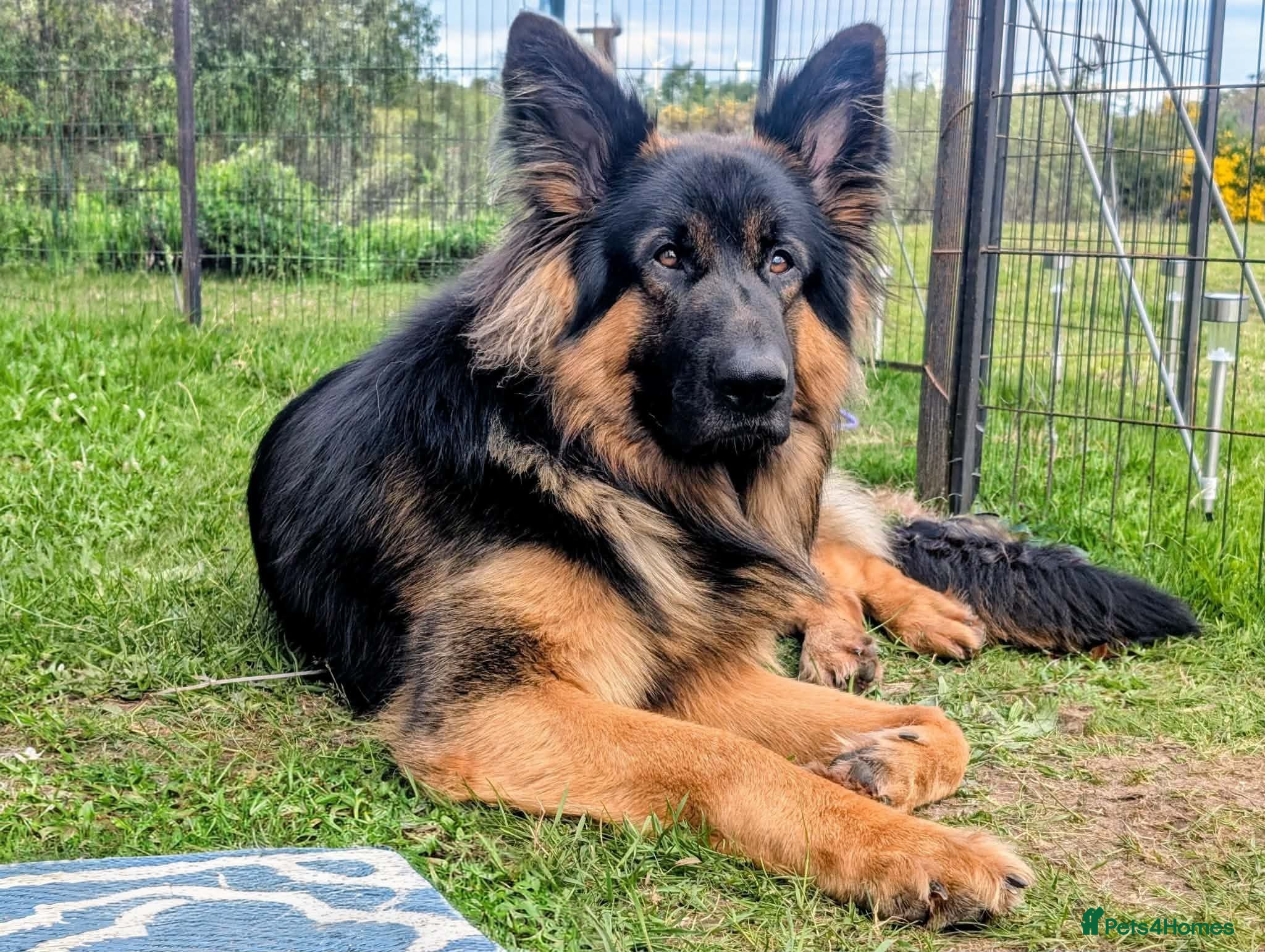 German Shepherd dogs For Stud Only Charlie  - Advert 1