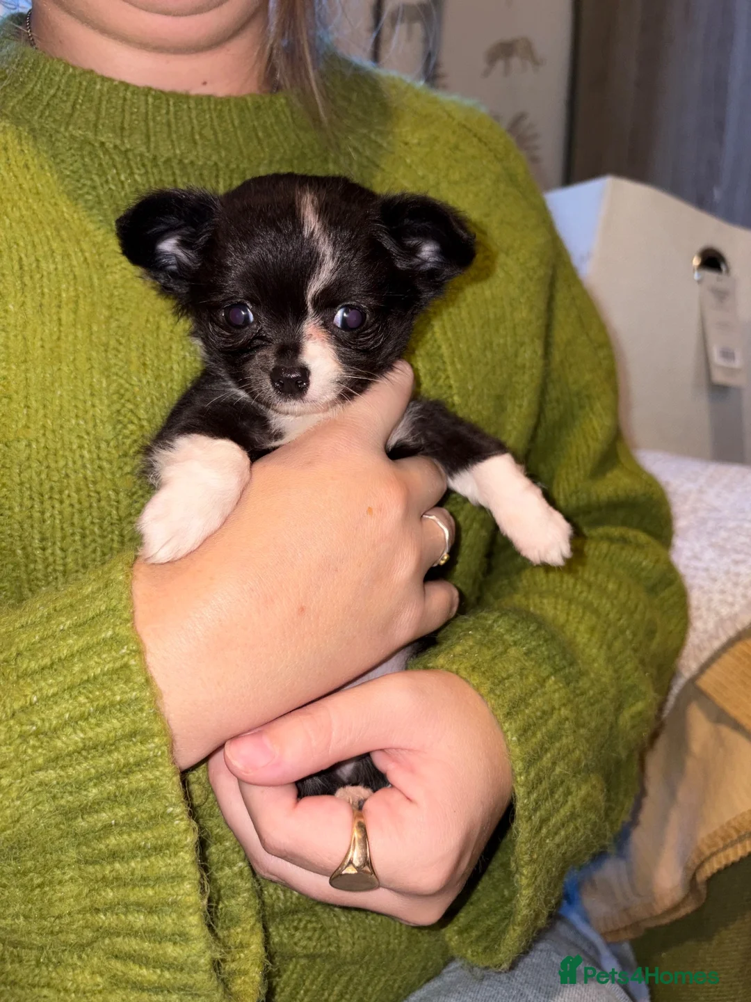 Chihuahua dogs for sale: Long coat chihuahuas  - Advert 21