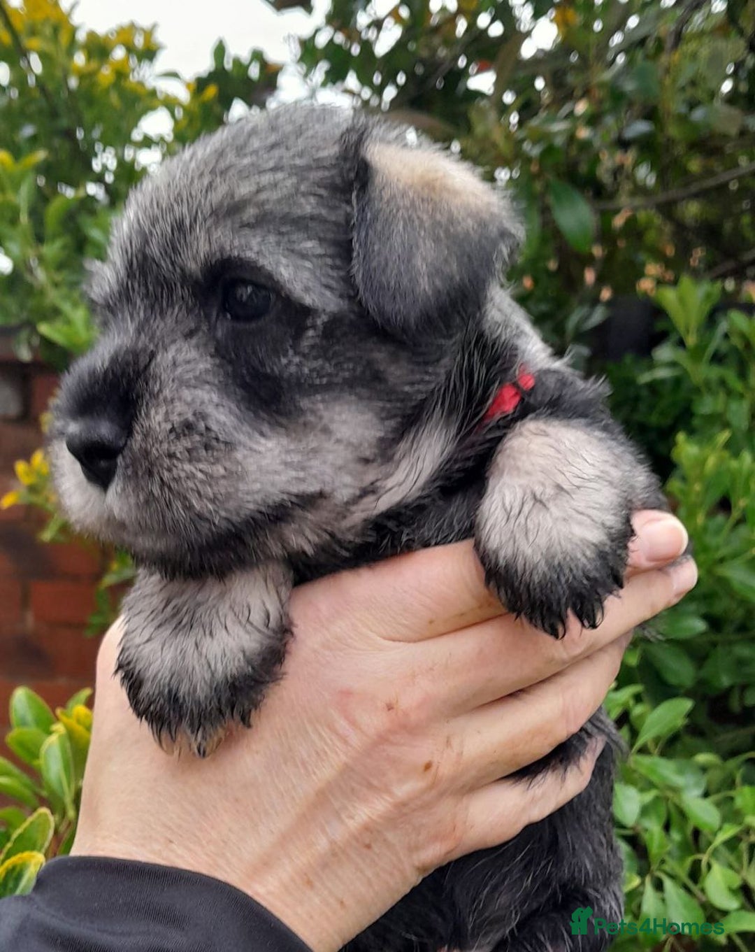 Schnauzer dogs for sale: Standard Schnauzer Puppies  - Advert 9