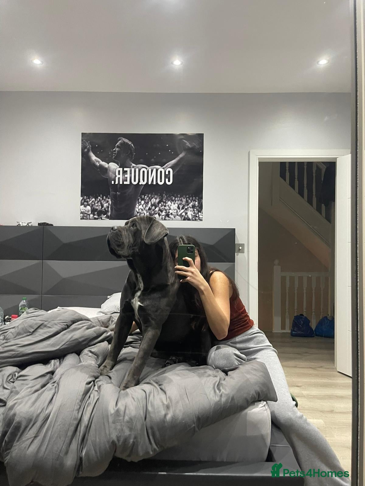Cane Corso dogs Rehoming Enzo - Advert 11