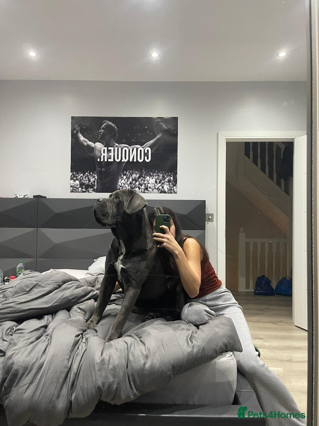 Cane Corso dogs for sale: Rehoming Enzo - Advert 1