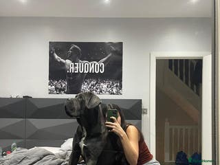 Cane Corso dogs Rehoming Enzo - Advert 11