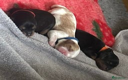 Cavalier King Charles Spaniel dogs for sale: Adorable Cavalier King Charles Spaniel - Image 10