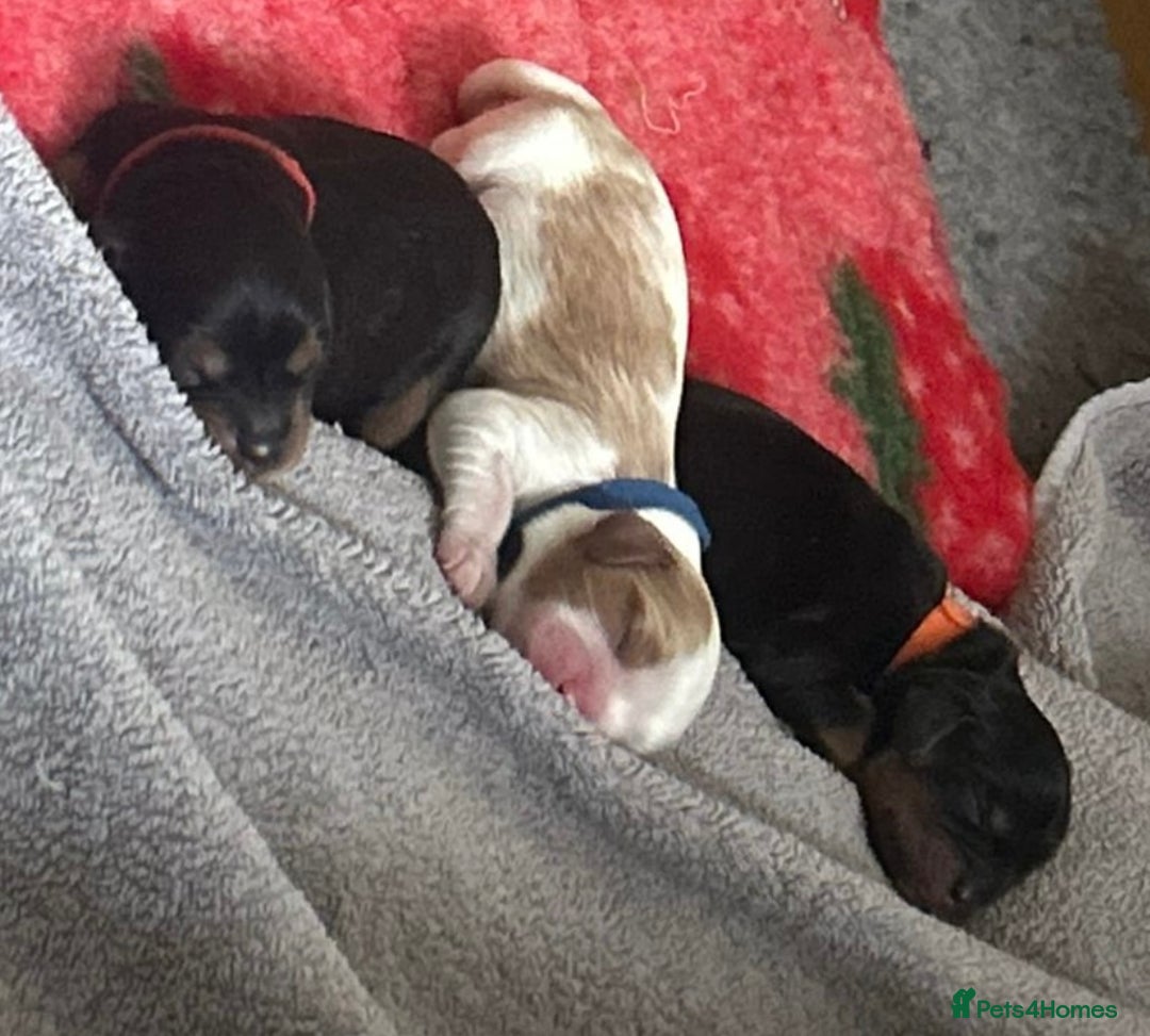 Cavalier King Charles Spaniel dogs for sale: Adorable Cavalier King Charles Spaniel - Image 10