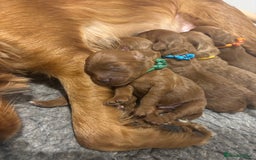 Cavapoo dogs for sale: Litter of 5 born 8/11/25; only one boy left  - Advert 1