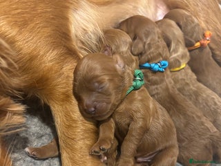 Cavapoo dogs for sale: Litter of 5 born 8/11/25; only one boy left - Advert 1