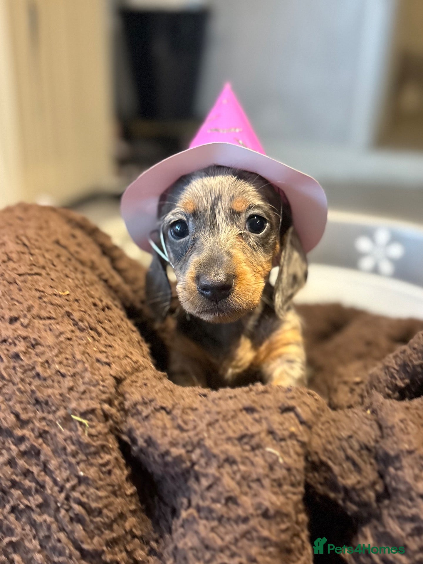Miniature Dachshund dogs 8 beautiful miniture dachshund puppies!! - Advert 10