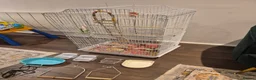 Cockatiels birds for sale: Bird Cage for Cockatiel, budgie, parrots, - Advert 4