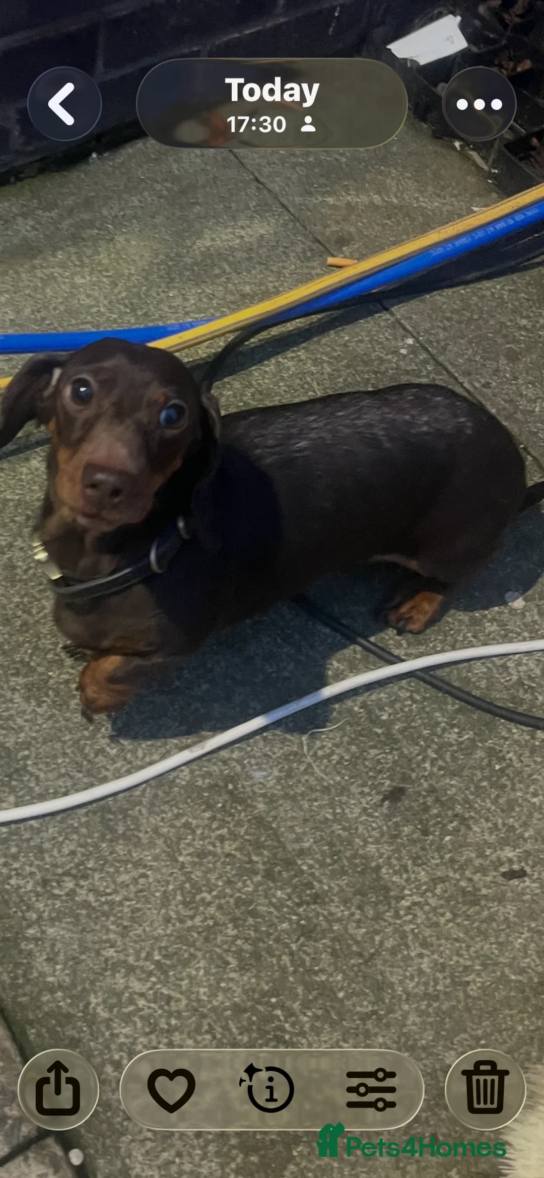 Dachshund dogs for sale: Beautiful miniature dachshund girl - Advert 1