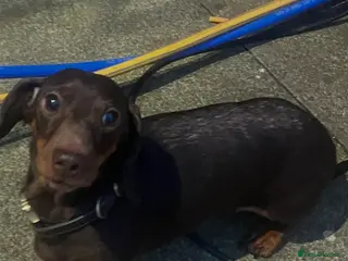 Dachshund dogs Beautiful miniature dachshund girl - Advert 1