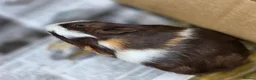 Guinea Pig rodents for sale: Male Guinea Pig Babies - Advert 8