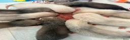 Ferret rodents for sale: Silver & Sable Kits Available Now  - Advert 5