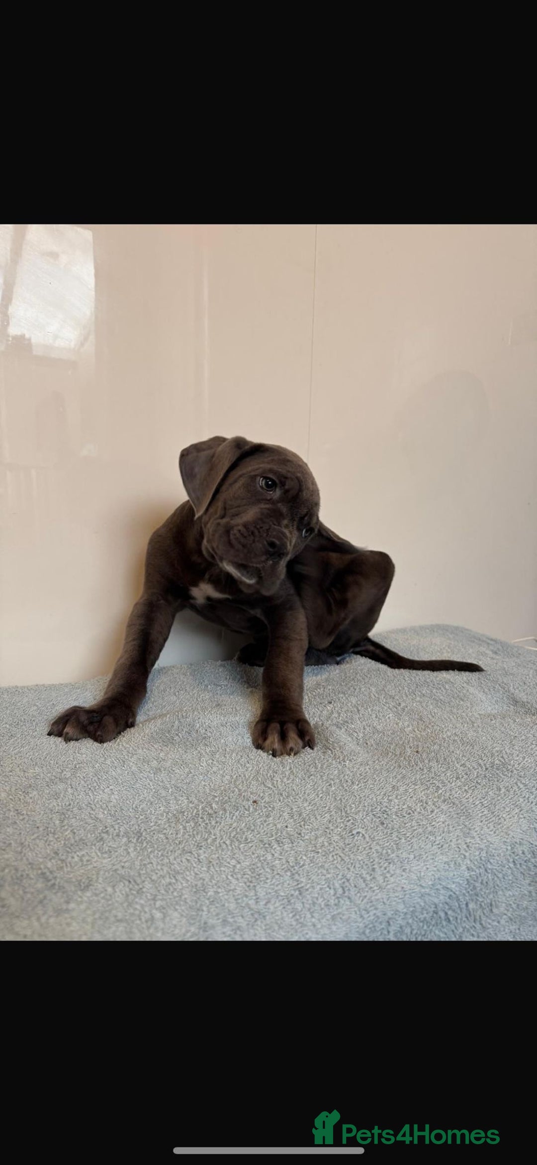 Cane Corso dogs for sale: Ready to leave - Advert 9
