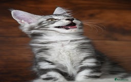 Maine Coon cats for sale: 👑 6 Majestic, health tested Kittens- TICA reg 🧬 - Image 3