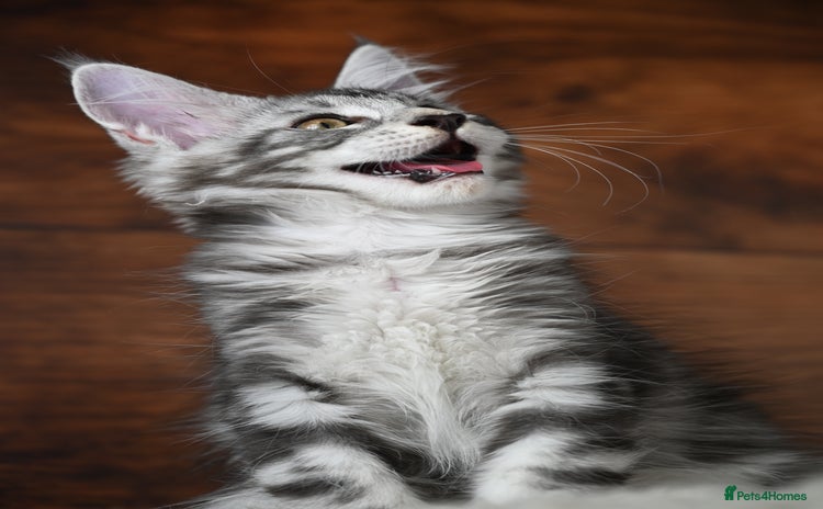 Maine Coon cats - Advert 11