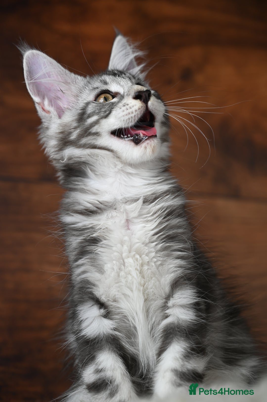 Maine Coon cats for sale: 👑 6 Majestic, health tested Kittens- TICA reg 🧬 - Image 3