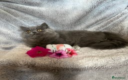 Persian cats for sale: Gentle natured blue Persian kitten (f) - Image 12
