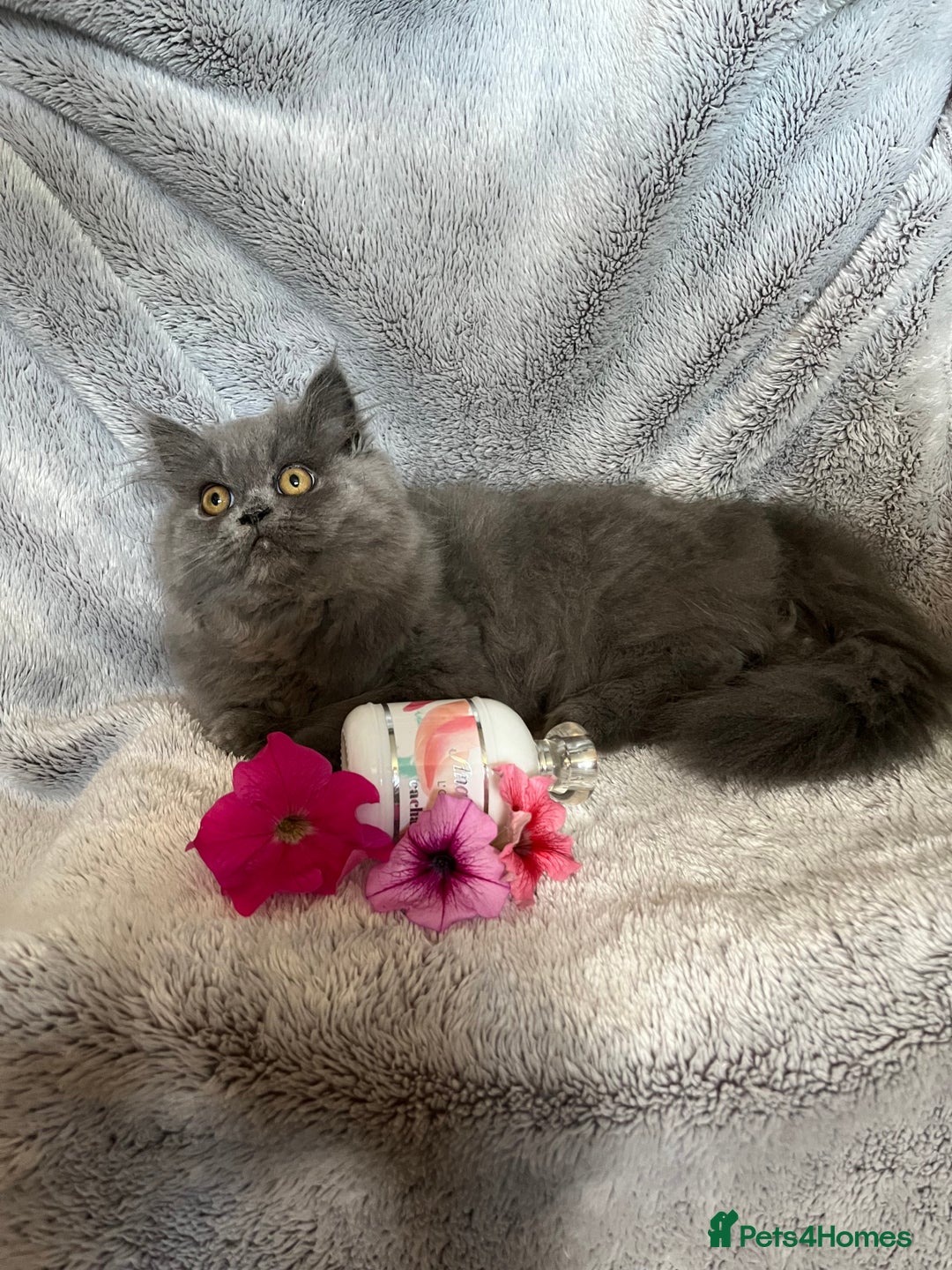 Persian cats for sale: Gentle natured blue Persian kitten (f) - Image 12