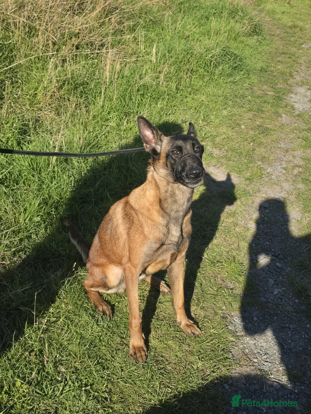 Belgian Shepherd Dog dogs for sale: Rehoming my belgium maillinois  - Advert 2