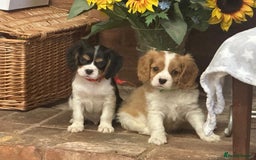 Cavalier King Charles Spaniel dogs for sale: Male KC reg & Health Tested Cavalier puppies - Image 20