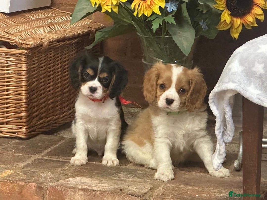 Cavalier King Charles Spaniel dogs for sale: Male KC reg & Health Tested Cavalier puppies - Image 20
