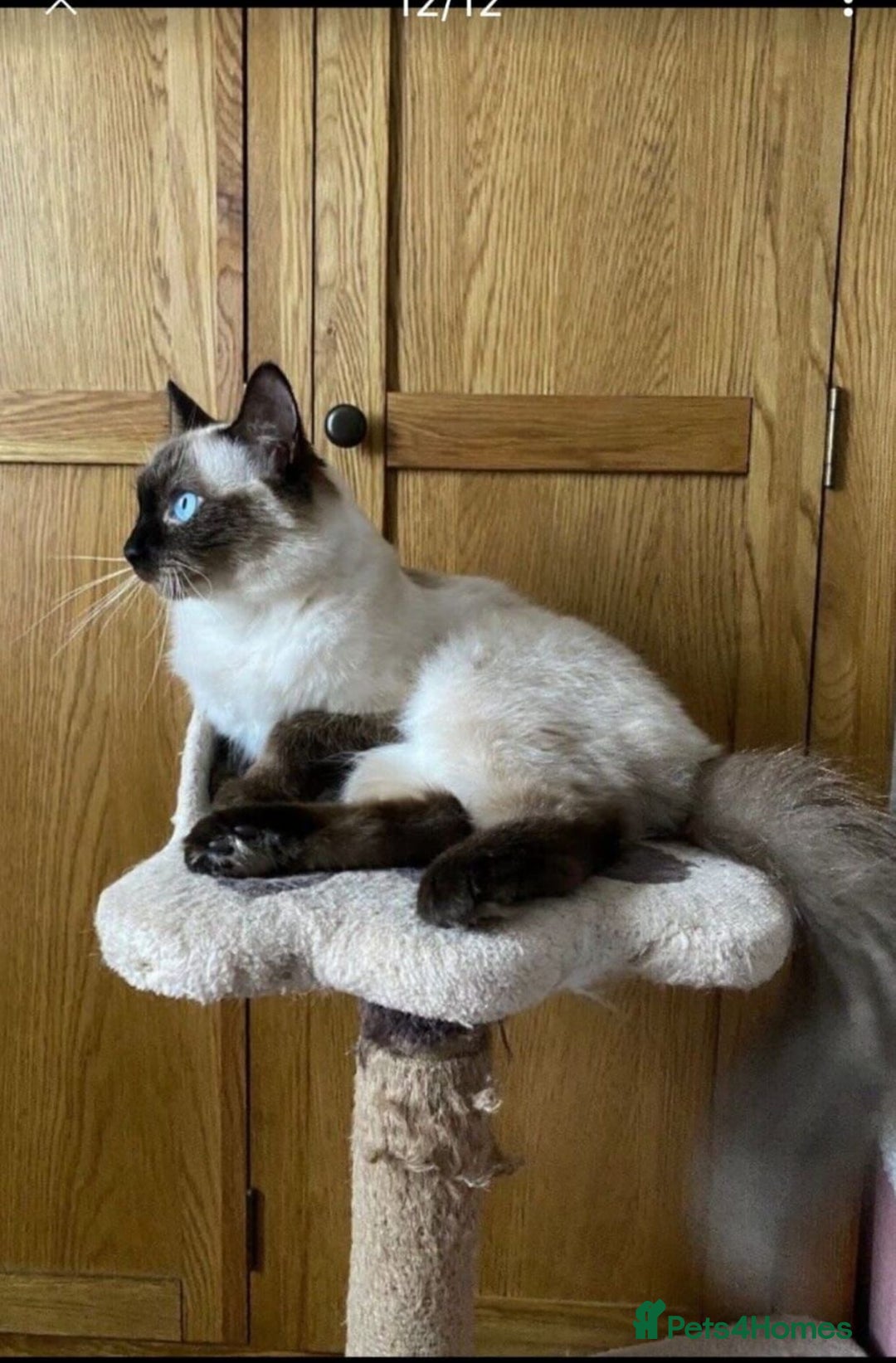 Ragdoll cats for sale: Female ragdoll  - Advert 1