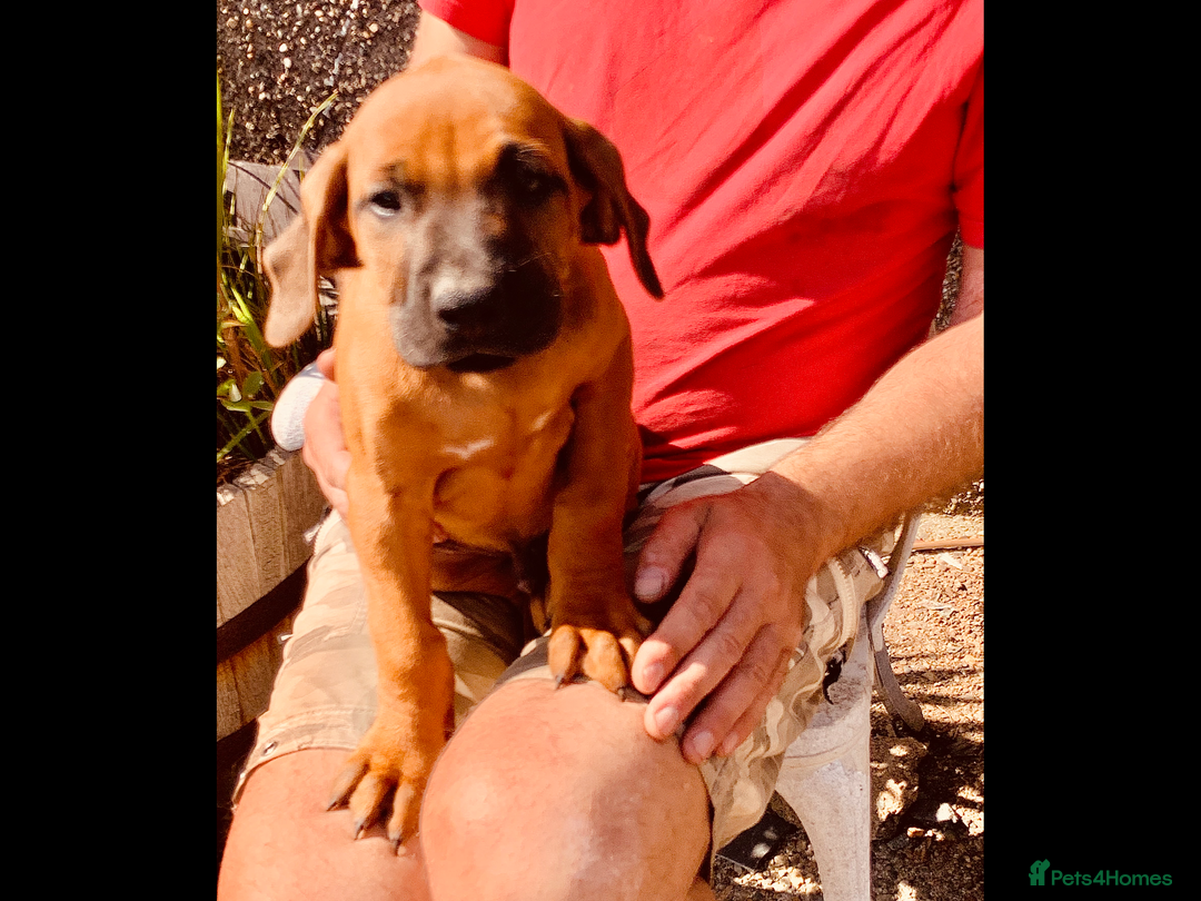 Rhodesian Ridgeback dogs for sale: Lovely Red Wheaten FULLY health tested parents in Pwllheli - Image 5