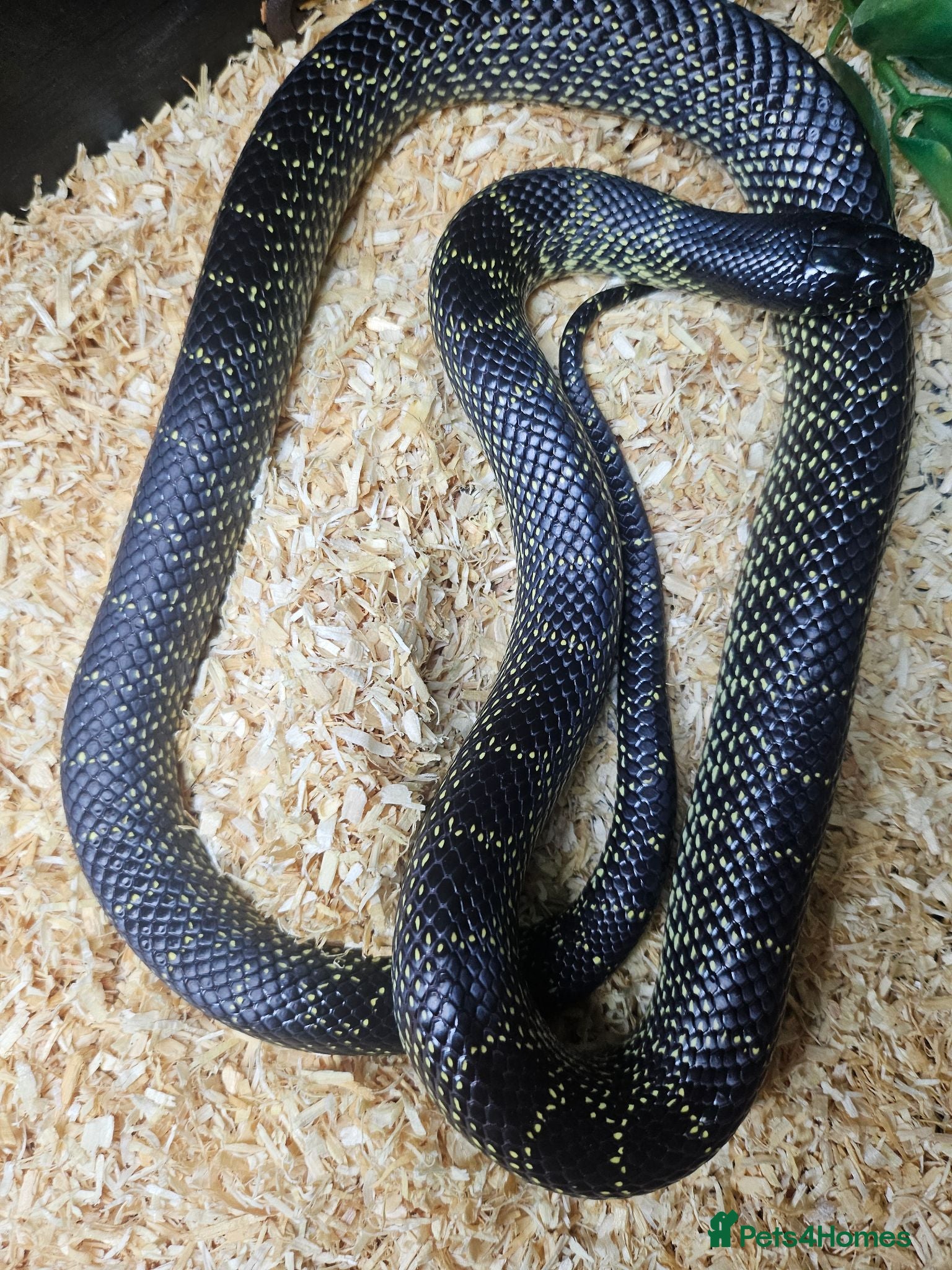 Snake reptiles Mexican black kingsnake  - Advert 9