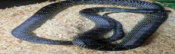 Snake reptiles for sale: Mexican black kingsnake  - Advert 2