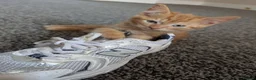 Mixed Breed cats for sale: Last male kitten  in Oswestry - Advert 3