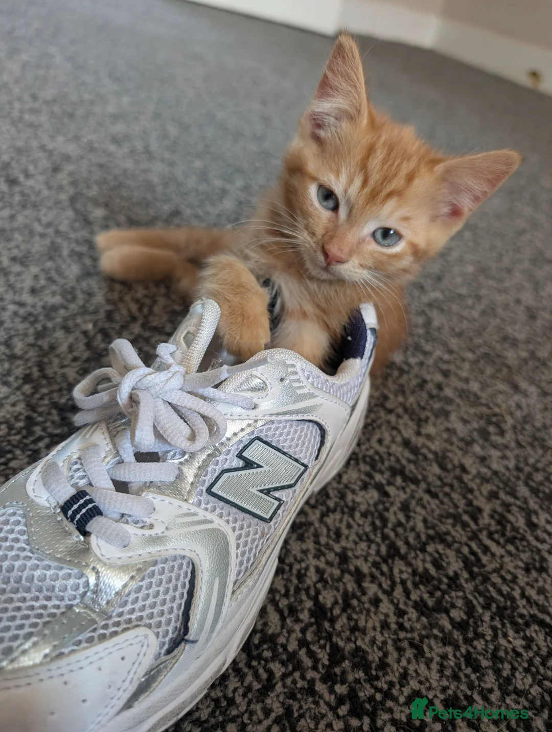 Mixed Breed cats for sale: Last male kitten  in Oswestry - Advert 3