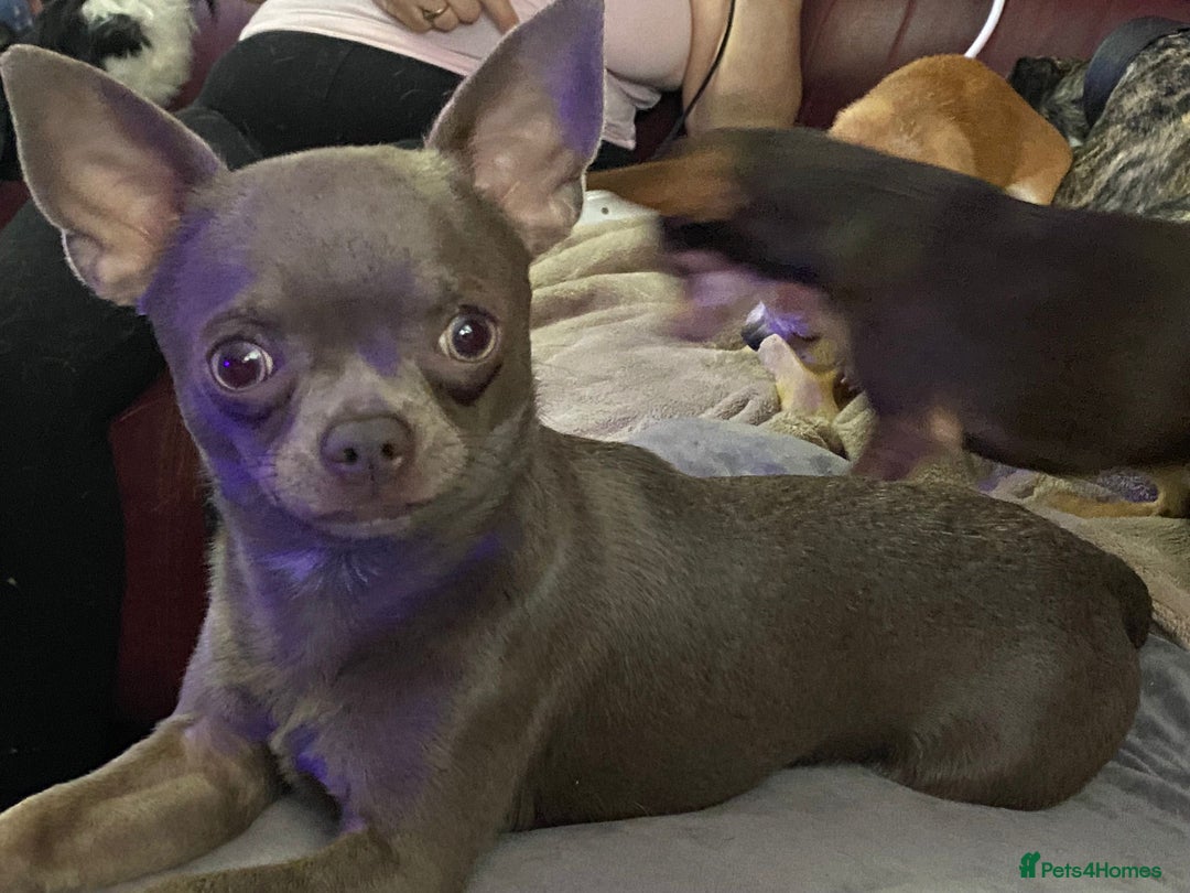 Chihuahua dogs for stud: Kc reg Lilac short coat for stud  in Bedford - Advert 2