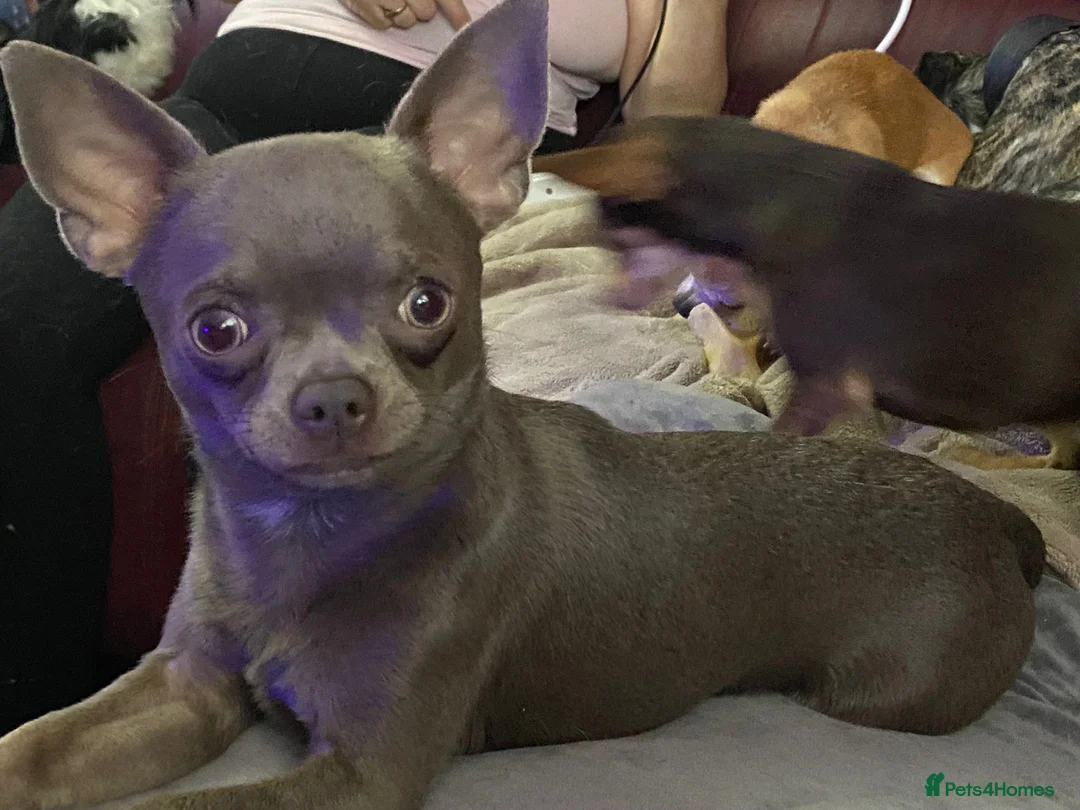 Chihuahua dogs for stud: Kc reg Lilac short coat for stud  in Bedford - Advert 2