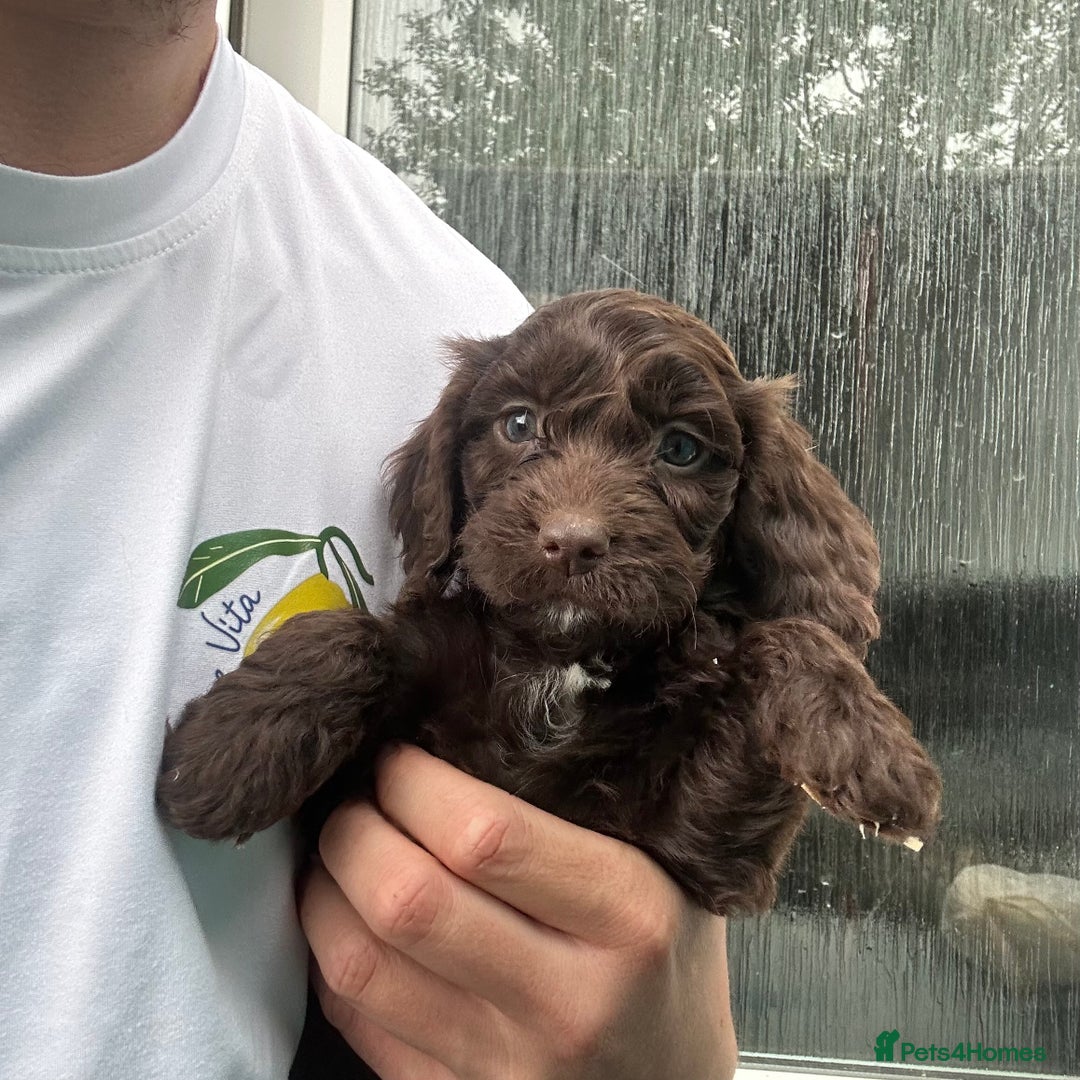 Cockapoo dogs for sale: 🌟 Stunning Cockapoo puppies  🌟  - Image 7