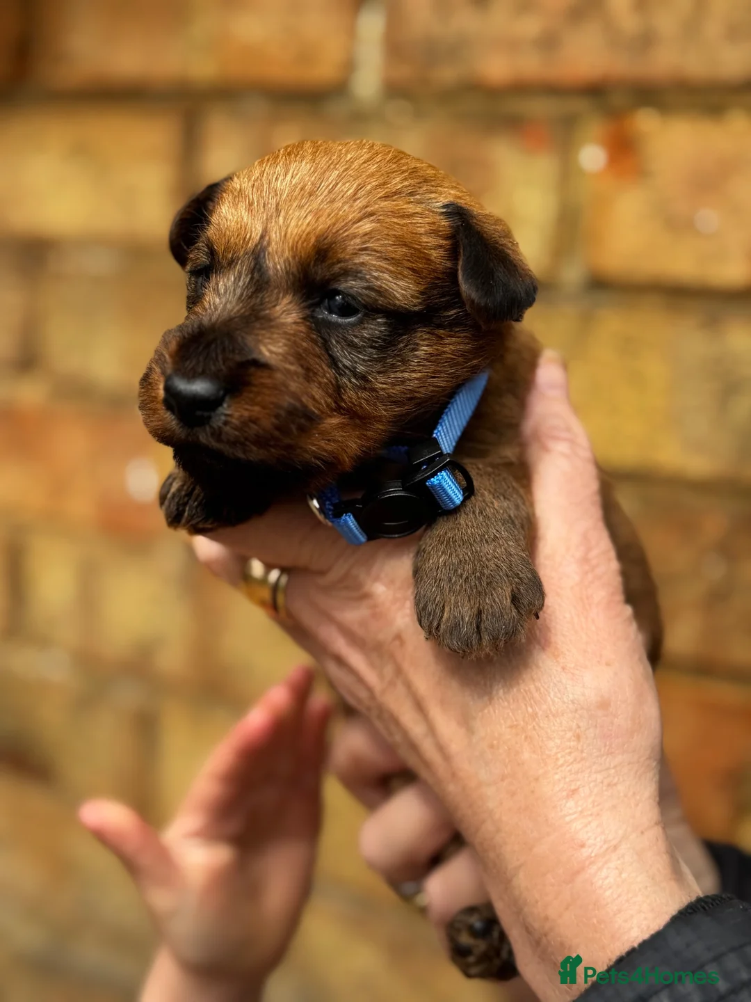 Irish Terrier dogs for sale: ⭐️ KC REG Irish terrier pups ⭐️ in Leicester - Advert 13